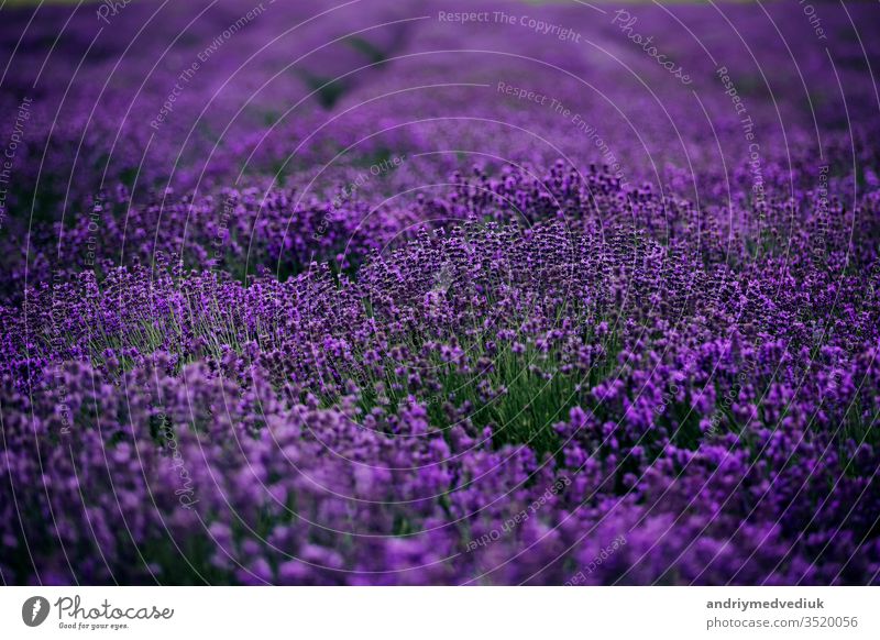 Lavendelfeld im Sonnenlicht,Provence, Plateau Valensole. Schönes Bild des Lavendelfeldes.Lavendelblütenfeld, Bild für natürlichen Hintergrund.sehr schöne Ansicht der Lavendelfelder.