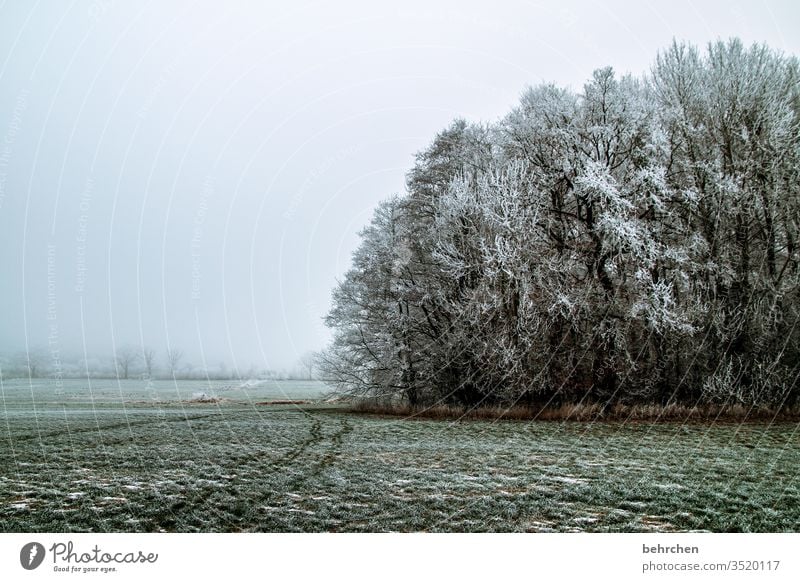 winter ade Farbfoto Äste und Zweige mystisch Klima traumhaft träumen idyllisch verträumt schön Märchenwald geheimnisvoll Nebel Schneedecke Schneelandschaft