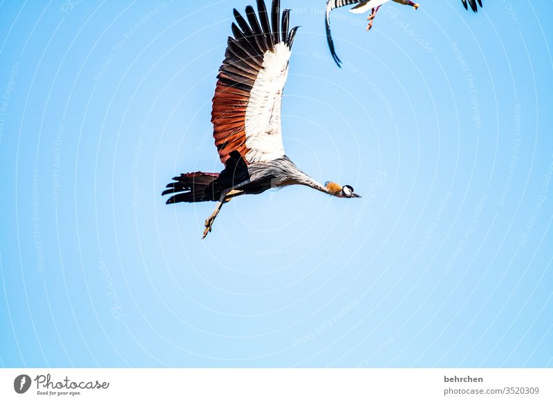 freiheit Flügel Menschenleer Feder Sonnenlicht Tierporträt schön Natur blau Federn fliegen Schnabel Vogel besonders Freiheit Himmel fantastisch Farbfoto
