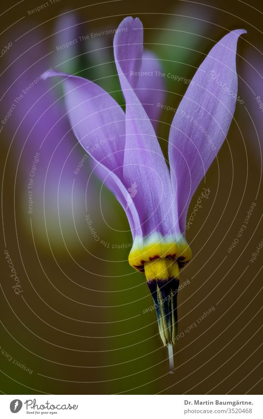 Dodekatheon meadia, Sternschnuppe, jetzt Primula meadia aus den östlichen Teilen Nordamerikas; auf Deutsch: Götterblume. Lit..:  Alan Weakley (2015). "Flora der süd- und mittelatlantischen Staaten".