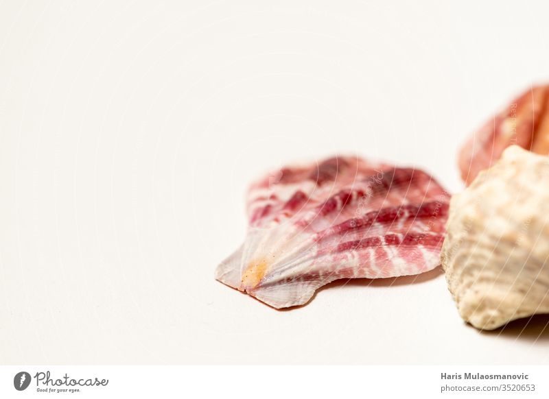 Wunderschöne Muscheln auf weißem Hintergrund abstrakt Tier Barbecue Schönheit Rindfleisch braun Farbe farbenfroh Essen zubereiten geschnitten dekorativ Design