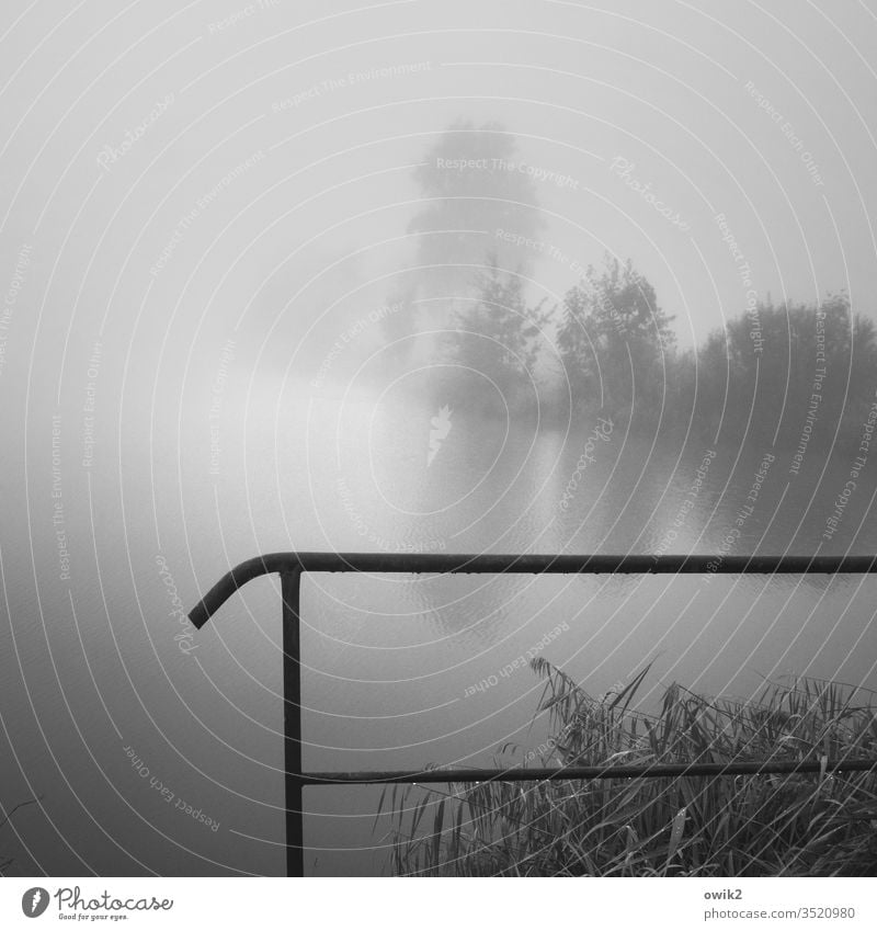 Verschwindend See neblig Neblige Landschaft Natur Nebel Außenaufnahme Menschenleer Morgen ruhig Idylle geheimnisvoll Geländer Schutz Pflanze Bäume diffus