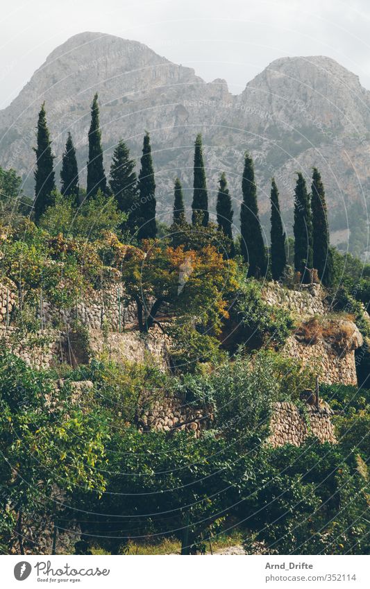 Chart ruhig Insel wandern Natur Landschaft Pflanze Sommer Baum Grünpflanze Hügel Berge u. Gebirge Mallorca Sehenswürdigkeit Idylle Balearen ansicht fornalutx