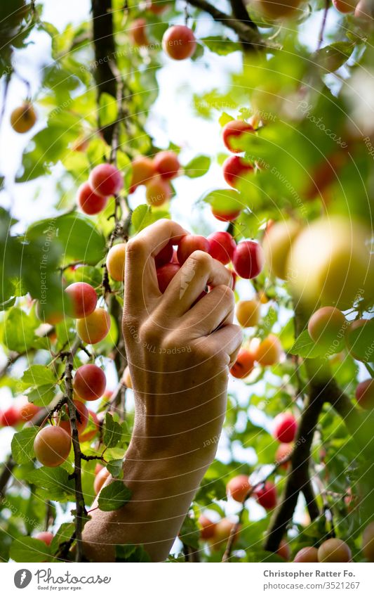 Hand bei der Ernte wilder Aprikosen Kirschen von Hand Sommer Ackerbau Obstbaum Obstgarten Obst- oder Gemüsestand Frucht Farbfoto Außenaufnahme Ernährung frisch