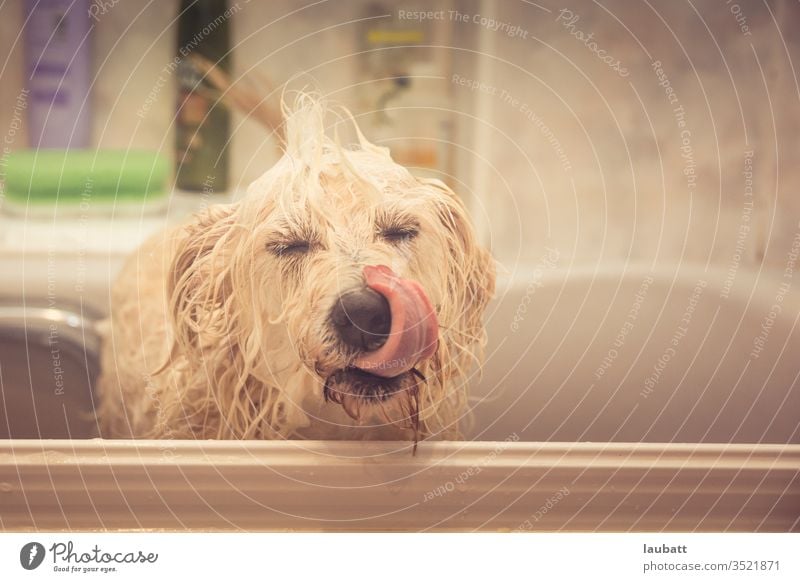 Lustiges Porträt eines niedlichen kleinen Terrierhundes beim Baden zu Hause - Hundepflege - Nasser liebenswerter Welpe beim Baden zu Hause - Haustierpflege