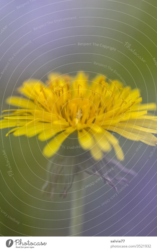 Allerweltsblume | Löwenzahn Pusteblume Blume Blüte Natur Pflanze Frühling Makroaufnahme Farbfoto gelb grün Detailaufnahme Wiese Schwache Tiefenschärfe