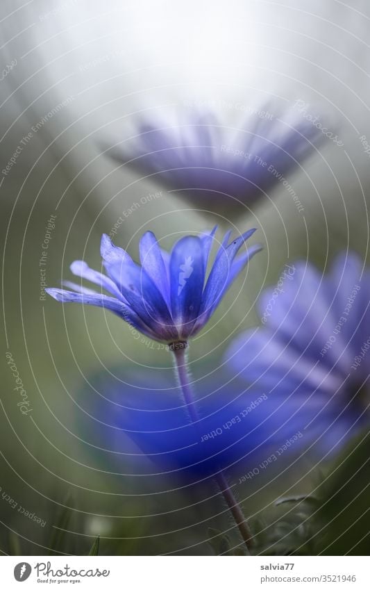Balkan-Windröschen, blaue Blüten im Gegenlicht, Anemone blanda Natur Pflanze Blume Anemonen blühen Duft Menschenleer Frühling Farbfoto Nahaufnahme Garten