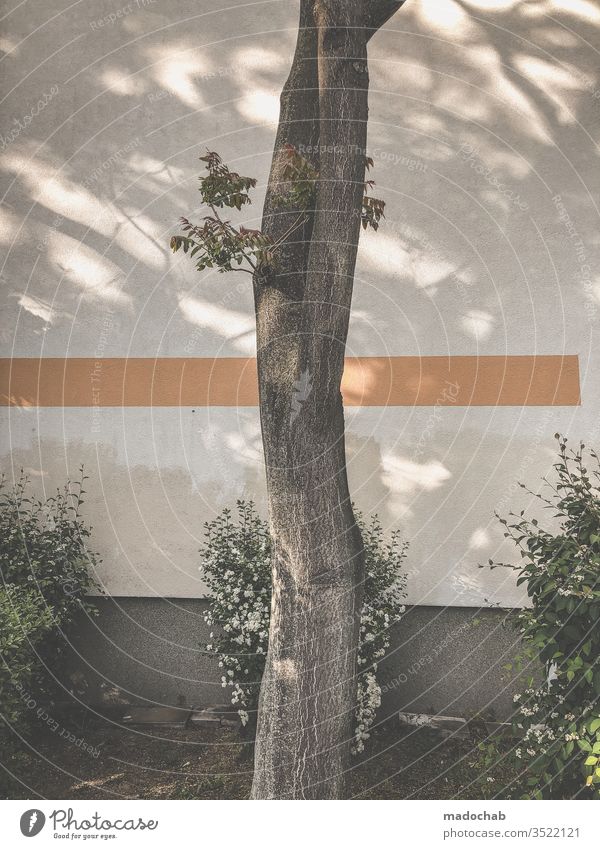Heiliger Bimbam Baum natur urban Linie grafisch Gebüsch Strauch Fassade Stadt Wand Menschenleer Gedeckte Farben Außenaufnahme Farbfoto Muster