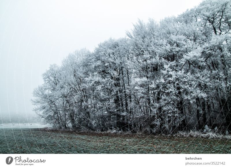eingefrorene zeit Winterwald Sonnenlicht Schneefall weiß ruhig Umwelt Natur Wiese Feld Wald Himmel Landschaft Frost Bäume Winterlandschaft kalt Kälte