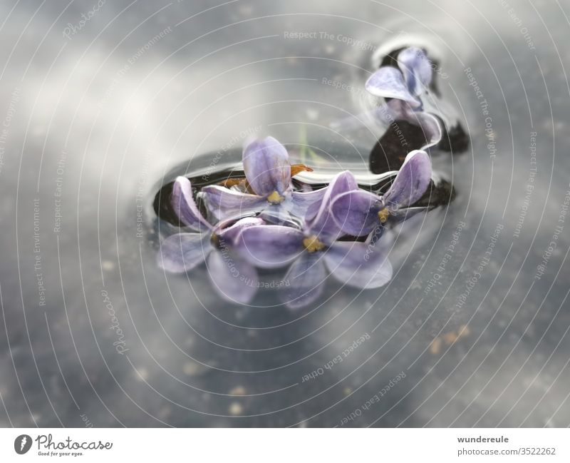 Flieder verzaubert Wasser Natur Nahaufnahme violett Blüte Frühling Detailaufnahme Spiegelung Unschärfe Unterwasser Pflanze Blume Menschenleer