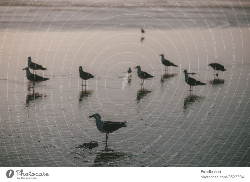 #AS# Möwenidylle Möwenvögel Strand Dämmerung Abendstimmung Vögel viele spiegeln Meer Möwenschwarm möwen