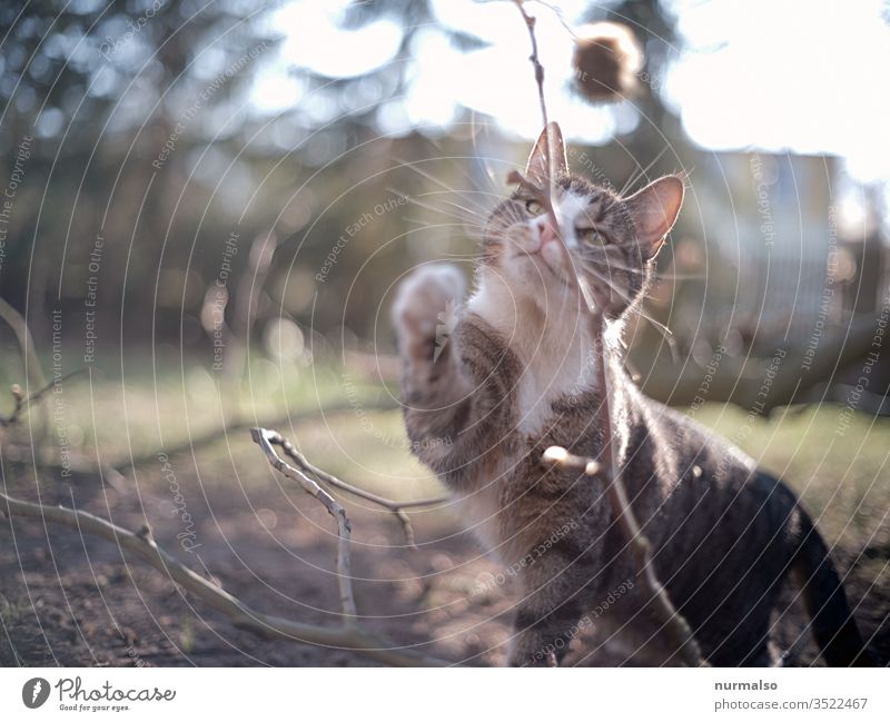 Miau Katze spielen Jäger Fell Haustier Pfote Krallen Tiger Stubentiger natürlich Ohren jagen Mäusefänger schnurrbart Kater
