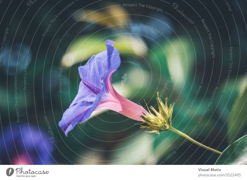 Violette Blume der Morgenröte, auch bekannt als Ipomoea nil "Opa Ott". Winde Sommer Blütezeit purpur Wein blau hübsch Pflanze Tau Natur farbenfroh Makro Farben