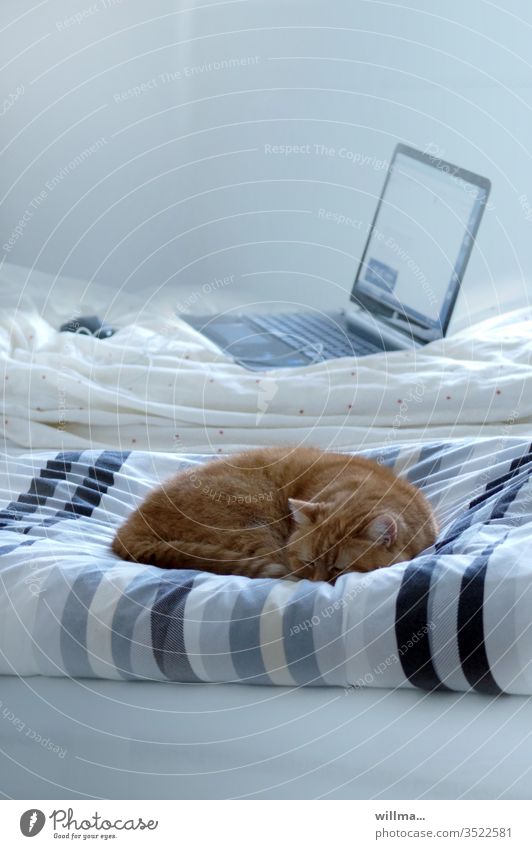 Home Office für Katz und Maus Katze schlafen Bett Laptop Computer Computermaus Zu Hause