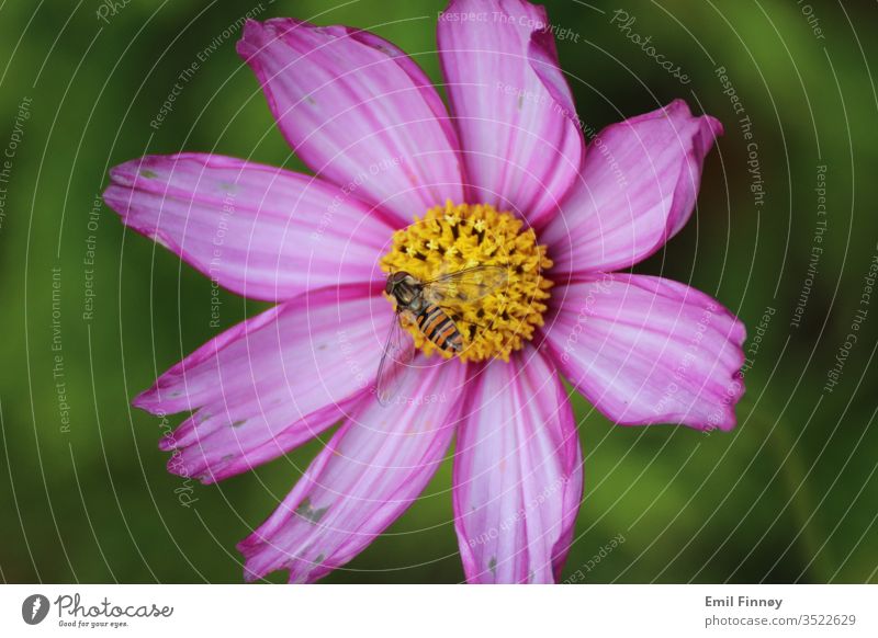 Biene auf Blume purpur sorgsam Nutztier Pollen Nektar bestäuben Frühlingsgefühle Hintergrund neutral Tier Umwelt Honigbiene Insekt Garten Duft Blühend Natur