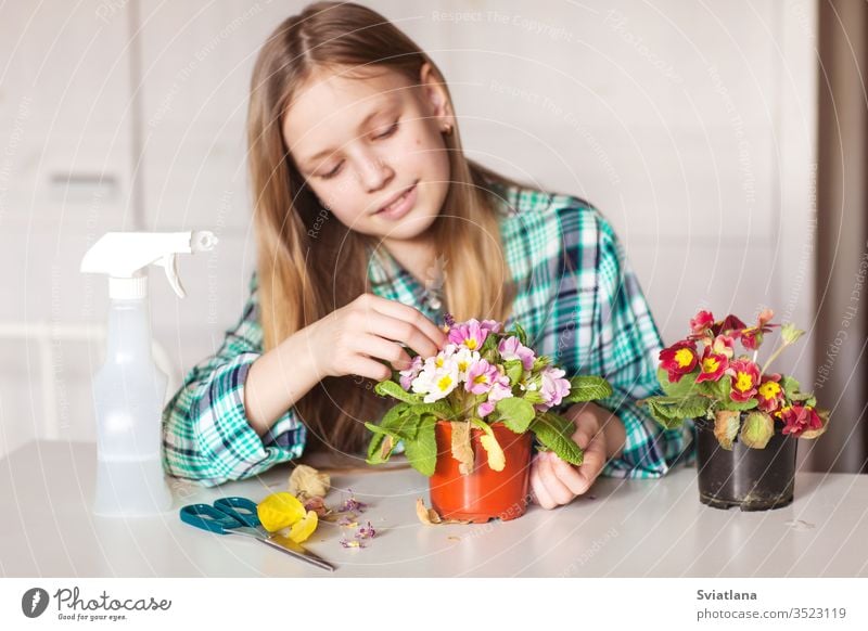 Mädchen kümmert sich um Pflanzen in ihrem Haus Spray Wasser Pflege schön Kind Fenster Zimmerpflanze Flasche Gartenarbeit grün Natur Sprühgerät Gerät Blume Blatt