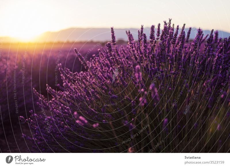 Duftende Lavendelblüten bei wunderschönem Sonnenaufgang, Valensole, Provence, Frankreich Blume Baum Sommer Natur Feld purpur Aroma Französisch Aromatherapie