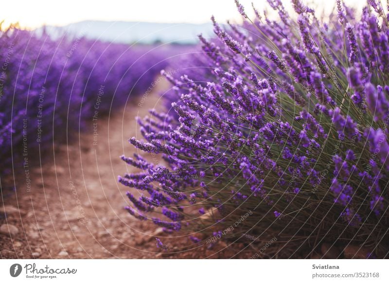 Duftende Lavendelblüten bei wunderschönem Sonnenaufgang, Valensole, Provence, Frankreich, Nahaufnahme Blume Baum Sommer Natur Feld purpur Aroma Französisch
