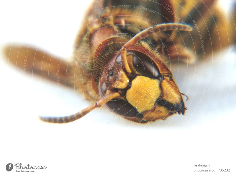 Faszinierende Tierwelt Hornissen Fühler Biene Monster Natur Auge Makroaufnahme Nahaufnahme Detailaufnahme
