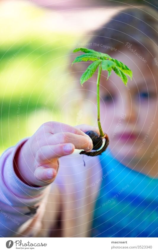 Kind mit Kastanienbäumchen mädchen kastanie kastanienbaum setzling baum pflanzen wurzeln frühling einpflanzen lernen entdecken aufforsten wald blätter trieb
