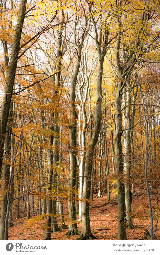 Herbstlicher Buchenwald Wald Forst Baum braun Baumstamm ast europa Berge Natur Pflanze Ökologisch Ruhig beschaulich Pfad hell Stamm Laub Reise Ansicht Tourismus