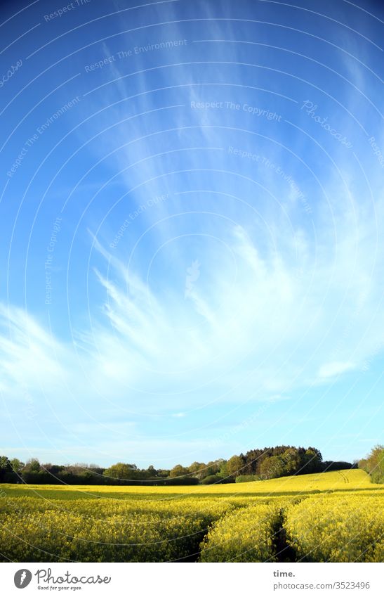 Himmelfahrten | Bauernkino blau Wolken wind verweht Verwehung linie streifen hoch oben luft zeichnung raps rapsfeld waldrand bäume treckerspur landwirtschaft