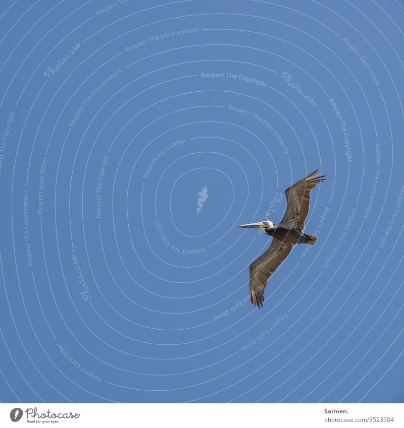 Pelikan vogel Vogelwelt federn Natur Stufe Himmel Schwingen Lebewesen Flug blau Tierporträt Amerika USA Schnabel fliegen freiheit leben
