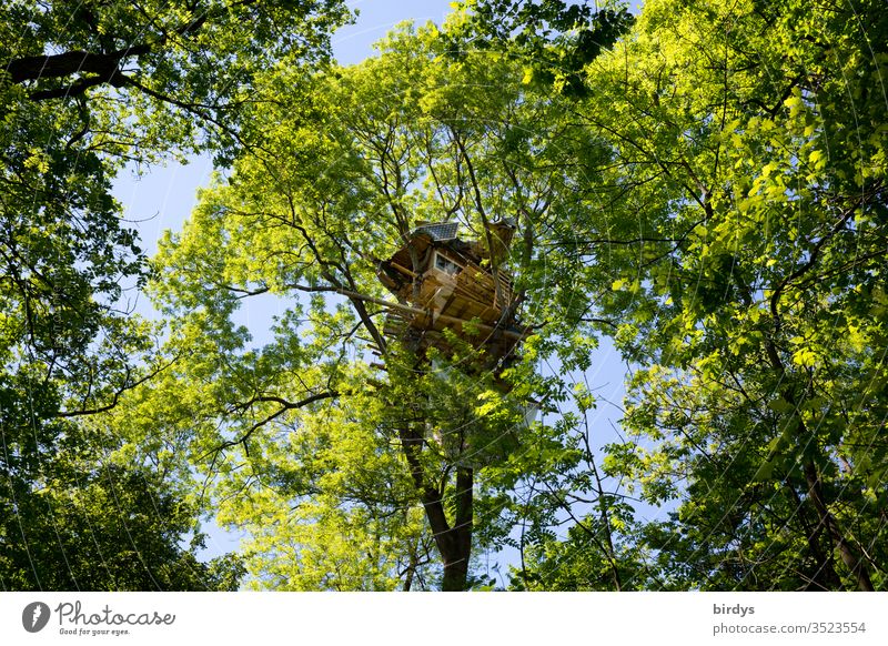 Baumhaus im grünen Blätterdach Bäume oben hoch Frühling bewohnt Hambacher Forst Hambi Wald blauer Himmel besetzt Menschenleer Umweltschützer Baumkrone protest
