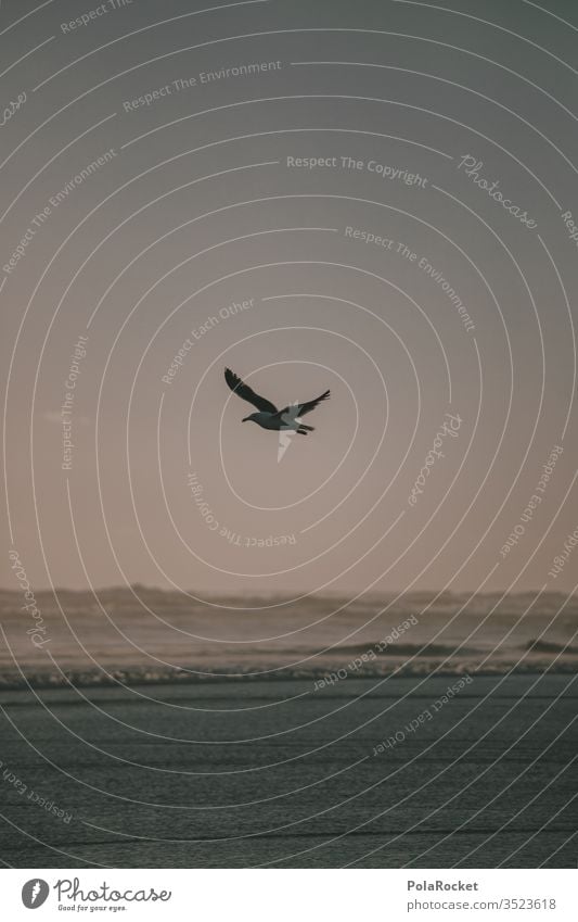 #As# Flying Away Möwe Möwenvögel Vogel Vogelflug fliegen Idylle Meer Strand Strandspaziergang Küste