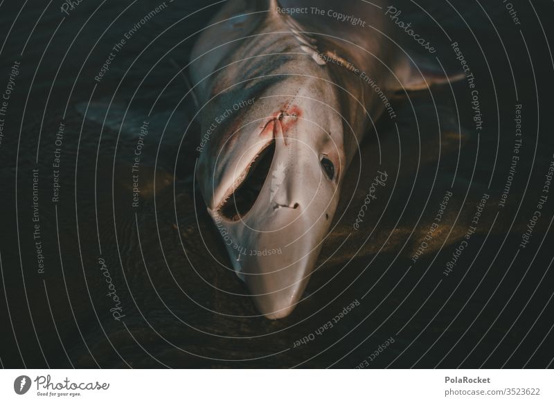 #As# Hai Haifisch Meer Meereslandschaft Meeresfrüchte Meerwasser Meeresboden Tod Todesblick Todeskampf sterben Tier Totes Tier