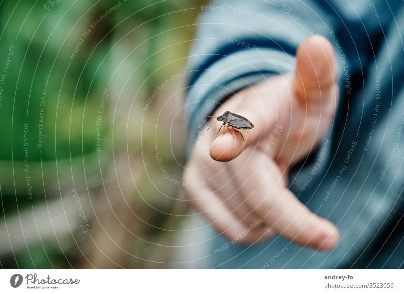 Käfer auf dem Finger Baumwanze Wanze Waldwächter Hand Kinderfinger Kinderhand Insekt Makroaufnahme Außenaufnahme Schwache Tiefenschärfe