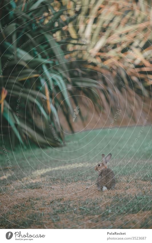 #AS# Flucht-Hase II Hase & Kaninchen Hasenjagd Hasenlöffel Hasenpfote Hasenbraten Hasenohren Außenaufnahme Natur Rasen Gast Überraschung fliehend Ohren