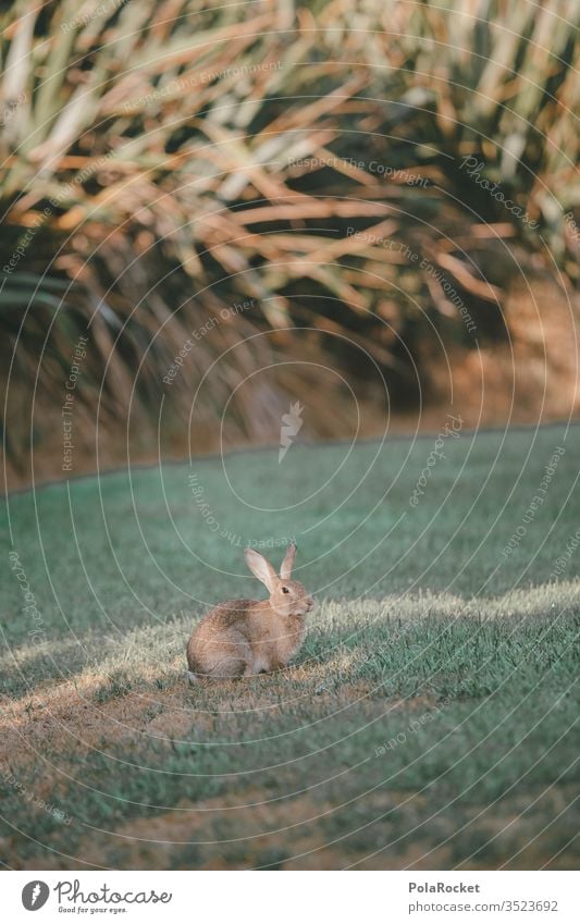 #AS# Flucht-Hase Hase & Kaninchen Hasenjagd Hasenlöffel Hasenpfote Hasenbraten Hasenohren Außenaufnahme Natur