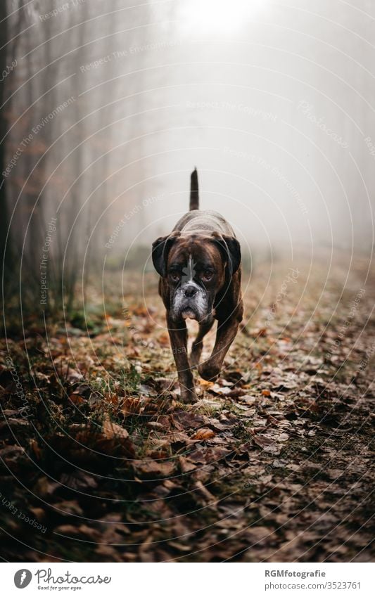 Boxer Hund trabt durch einen nebligen Wald und schaut an der Kamera vorbei zu seinem Besitzer. Düstere Stimmung, kalter Herbsttag Haustier Außenaufnahme Tier 1