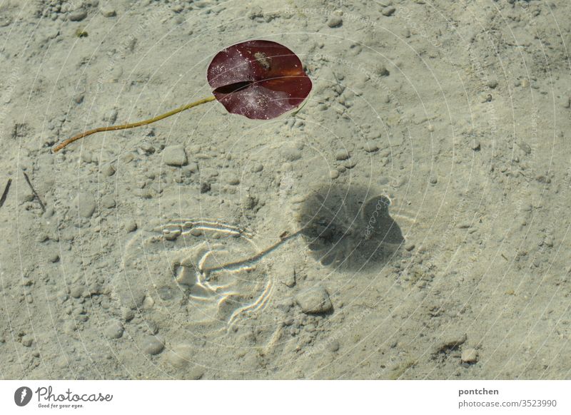 Blatt einer Seerose schwimmt im Wasser und wirft einen Schatten auf den Grund des Sees blatt see wasser schatten boden Sand steine Rot grün natur klar