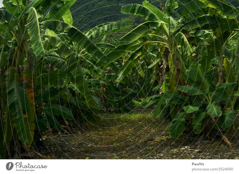 Palmen Wald im tropischen Taiwan taiwan Bananenstaude wald tropen exotisch Monokultur fauna Tainan