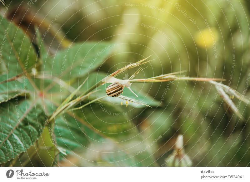 Schnecke, die auf eine grüne Pflanze klettert Garten Makro Tierwelt Weichtier Hintergrund Panzer Nahaufnahme langsam braun Riesenglanzschnecke Geschwindigkeit