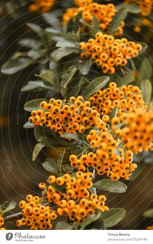 Orangene Waldbeeren Außenaufnahme Grünpflanze Pflanze botanisch Herbstfärbung Beerensträucher Sträucher Holly Beeren Weihnachtsdekoration Gift gefährlich