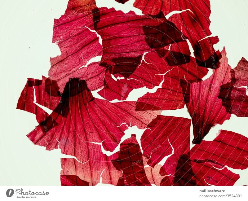Rot abstrakt abstrakte Fotografie rot Farbe Farbfoto Zwiebel Schale Zwiebelschale durchsichtig transparent Strukturen & Formen