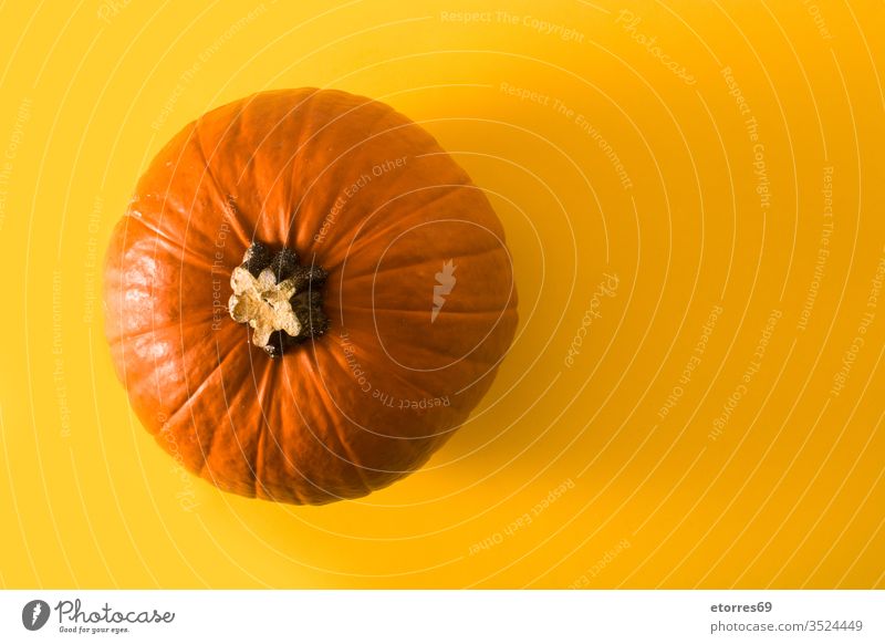 Kürbis auf gelbem Hintergrund. Leerzeichen kopieren alloween Herbst Zuckermais Feier vereinzelt Oktober orange Party beängstigend schreien saisonbedingt süß
