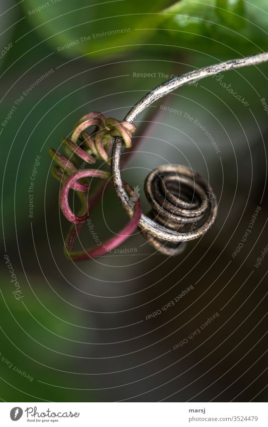 Das Liebesspiel der düsteren Kringel Pflanzenteile drehend natürlich Gedeckte Farben harmonisch Natur dünn Spirale Ranke Sproßranke mehrfarbig authentisch