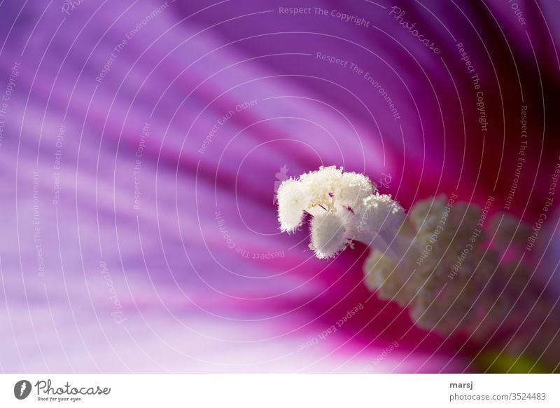 Detail einer Hibiskusblüte Blume Blüte offen Pollen Pflanze Blühend Stempel Fortpflanzung verführerisch Natur Frühling elegant violett Vorfreude