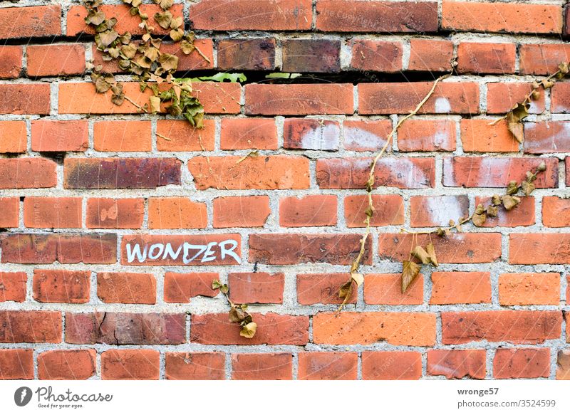 Das Wort Wonder auf einer roten Backsteinmauer mit vertrockneten Efeuranken Wunder Tags Graffiti Schriftzeichen Wand Menschenleer Mauer Außenaufnahme Farbfoto