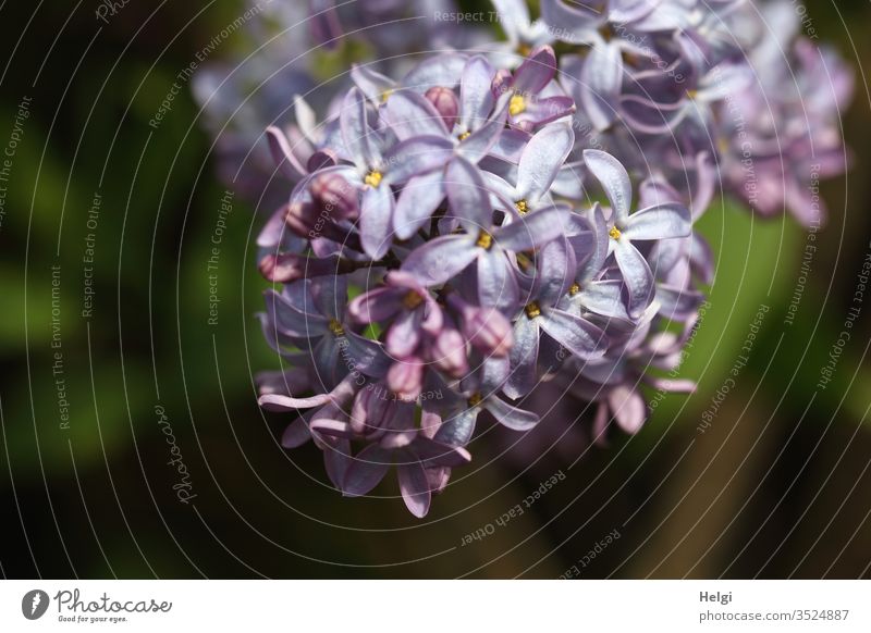 violette Fliederblüten als Nahaufnahme Pflanze Natur Frühling Blüte Farbfoto Garten Außenaufnahme Blühend Schwache Tiefenschärfe Detailaufnahme Makroaufnahme