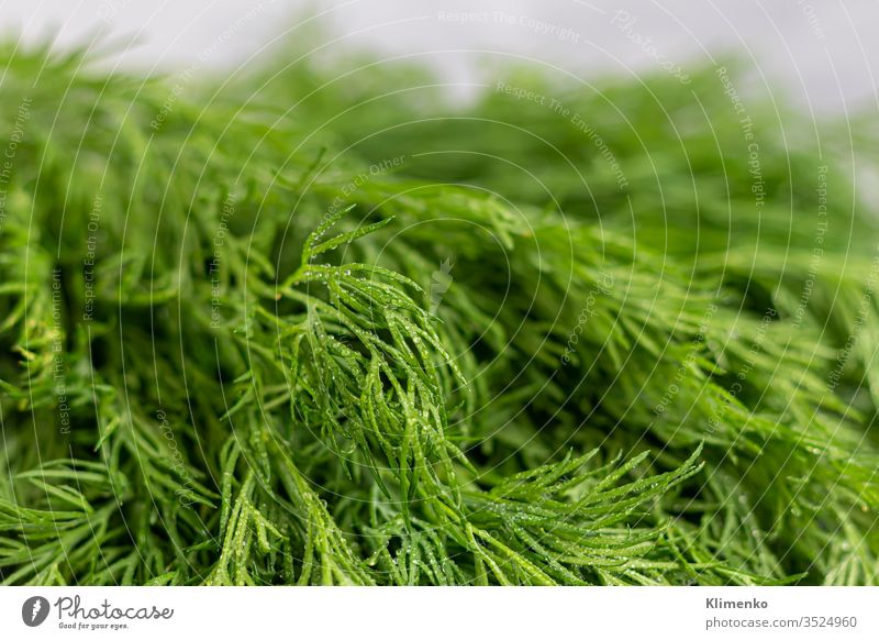 Frisches Grün für Salat. Petersilien-Dill. Gut für die Gesundheit, auf grauem Hintergrund. Lagerhaus der Vitamine. Pfannkuchen Natur Hüttenkäse anormal