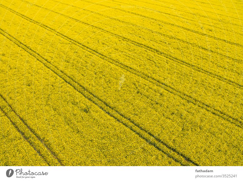 Rapsfeld von oben mit Spurlinien Antenne landwirtschaftlich Ackerbau Agrarwirtschaft Hintergrund Biografie Biokraftstoff Biomasse Überstrahlung Steinkohlensaat