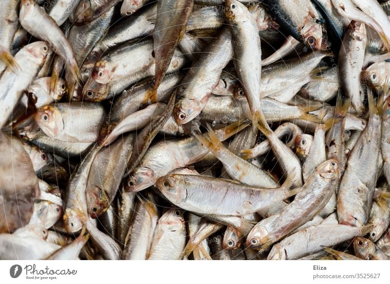 Viele frisch gefangene Fische auf einem Haufen Fischfang silber viele nah tot Menschenleer Fischerei Fischereiwirtschaft Nahrung Nahaufnahme Tier Fischmarkt
