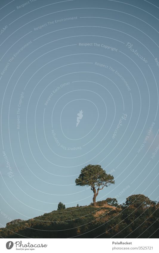 #As# alleinstehend Neuseeland Baum alleine Einsamkeit Waldsterben Natur Außenaufnahme Farbfoto Umwelt Menschenleer Baumstamm Landschaft Tag