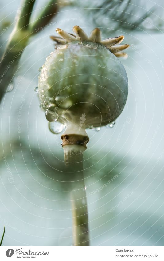 Eine Mohnkapsel steht im Regen, Wassertopfen perlen an ihr ab Pflanze Blume Natur Garten nass Regentropfen schlechtes Wetter Sommer Wassertropfen Makroaufnahme