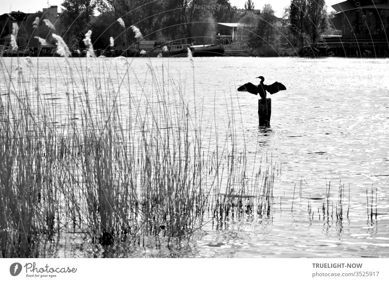 Ein Kormoran sitzt auf einem Holzpfosten im Fluss und breitet seine Flügel zum Trocknen aus; im Vordergrund des Schwarz/Weiss Fotos einige Schilfgräser, am jenseitigen Ufer Bäume, Boote und Häuser